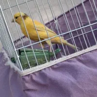 قناری جوان|پرنده|شوش, |دیوار