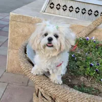 سگ خانگی واگذاری