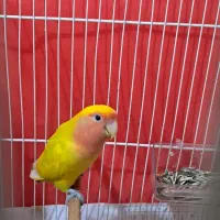 فروش فوری طوطی برزیلی(کوتوله برزیلی)صورت هلویی زرد|پرنده|قائم‌شهر, |دیوار