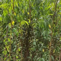 نهال بادام.دوساله.درجه یک|گل و گیاه طبیعی|گلپایگان, |دیوار