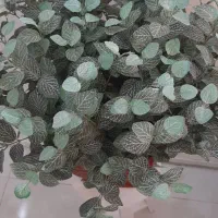 گلدان مصنوعی خارجی با گلدان سرامیک|گل مصنوعی|مشهد, آزادشهر|دیوار