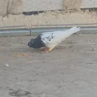 ی جفت کله سیاه