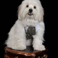 شیتزو تریر واگذار می‌شود