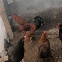 10000000|حیوانات مزرعه|کبودرآهنگ, |دیوار