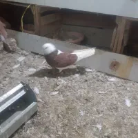 کبوتر تهرانی عتیقه