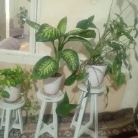 ۳عدد گل طبیعی با پایه