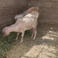دوتا بز جوان