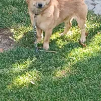 پاکوتا اشپتز|سگ|باسمنج, |دیوار