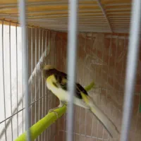 قناری آماده