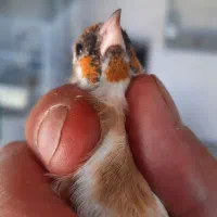 سهره و قناری