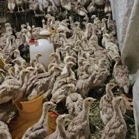 جوجه بوقلمون بوربون