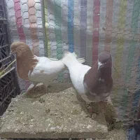 کفتر معاوضه با مرغ گلین