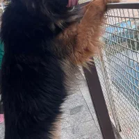 سگ ژرمن شپرد