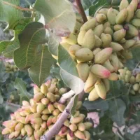 ترکه پیوندی پیوندک پسته