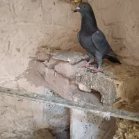 یک جفت کبوتر