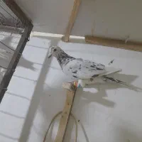 کفتر پرشی کفتر بوم|پرنده|کاشمر, |دیوار