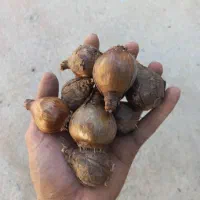 فروش پیاز گل نرگس و نرگس شهلا شیراز