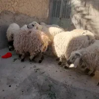 فروش 24راس گوسفند