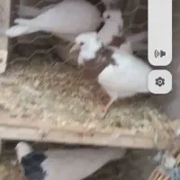 چند جفت دمب شفید قلدر جفت گاه وطوقی معا وضه دارم|پرنده|مشهد, کشف|دیوار