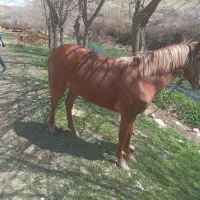 اسب کورد|اسب و تجهیزات اسب‌سواری|سیلاخور, |دیوار