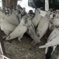 کبوتر|پرنده|بروجن, |دیوار