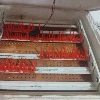 دستگاه جوجه کشی