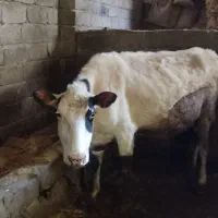 گاو آبستن و گوساله