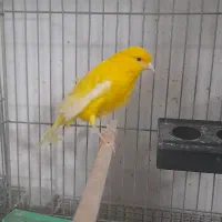 فروش تعدادی قناری|پرنده|فولادشهر, مسکن مهر فولادشهر|دیوار