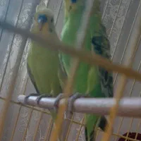 مرغ عشق رنگ خاص