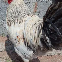 خروس رسمی محلی