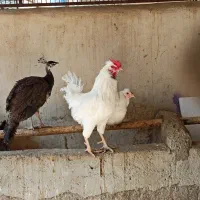 مرغ و خروس گلین و گیل اصل گیلانی