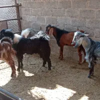 کهری چاق چاق|حیوانات مزرعه|ایزدخواست, |دیوار