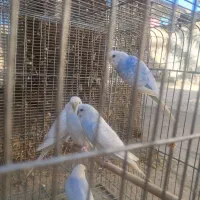 مرغ عشق کارداده