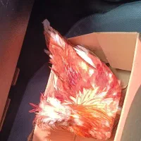 خروس جوان رسمی چهل تاج
