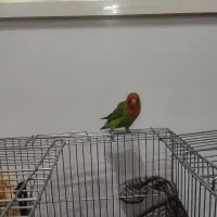 طوطی برزیلی کاملن دستی|پرنده|بوکان, |دیوار