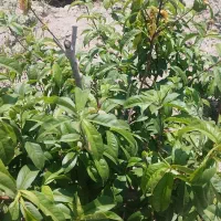 فروش-باغچه