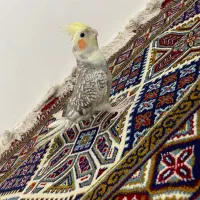 پرنده|پرنده|اصفهان, رزمندگان|دیوار