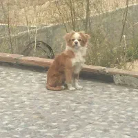 واگذاری سگ رایگان