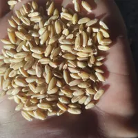 خرید و فروش گندم بذری و پاک شده وجو وکود