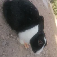 خرگوش