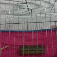 فروش قناری س حال ومست بخون|پرنده|تاکستان, |دیوار