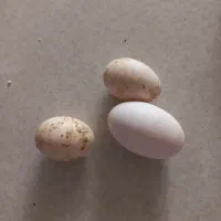 تخم نطفه داره گلین ،