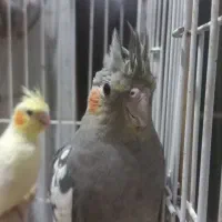 تعدادی عروس هلندی یک تا چهارماه دانخور