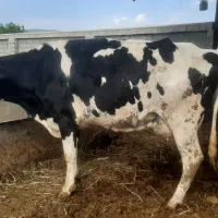 ماده گاو شیری