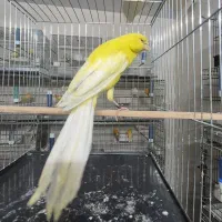 قناری رسمی بلند