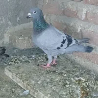 جفتش امروز (گئدیب)