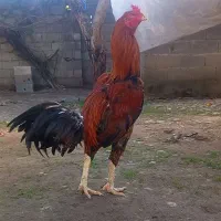 مرغ لاری و خروس لاری