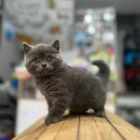 گربه بریتیش و اسکاتیش