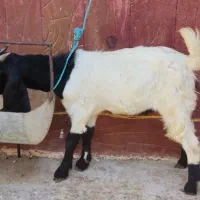 کهره نر چاق