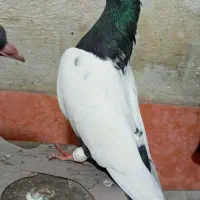 جوجه سینه|پرنده|قم, شهر قائم|دیوار